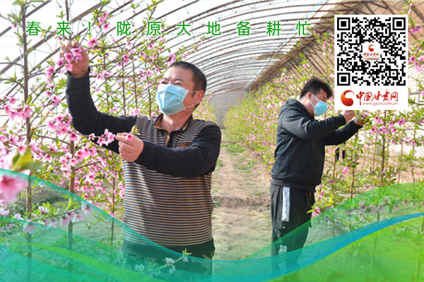 海報(bào)丨春來！隴原大地春耕忙