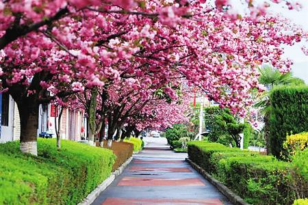 【印象隴原】去兩當(dāng)，與櫻花赴約