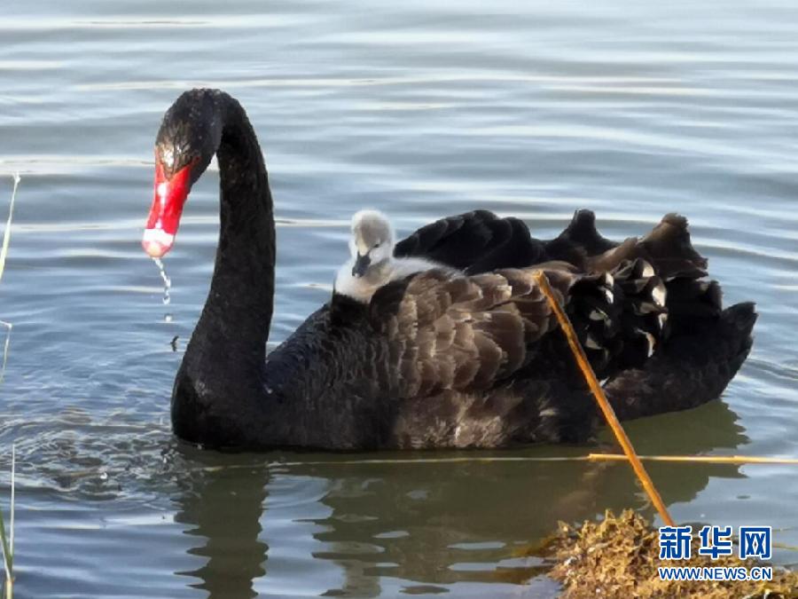 萌化了！黑天鵝寶寶出窩“游湖”