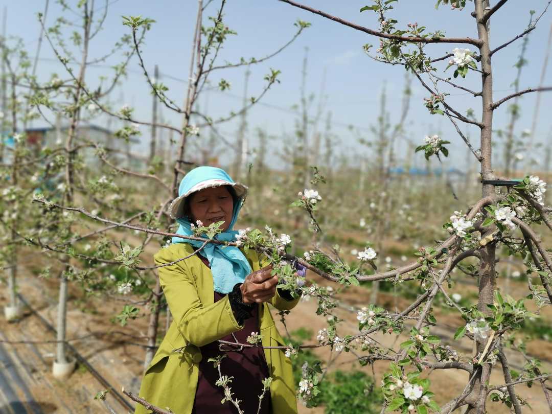 甘肅平?jīng)鲮`臺縣：“紅娘”搭橋 勞務(wù)輸轉(zhuǎn)助脫貧