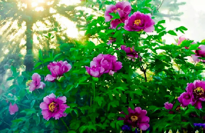 【“甘味”故事】“百花王”駕到！國色傾城正當(dāng)時