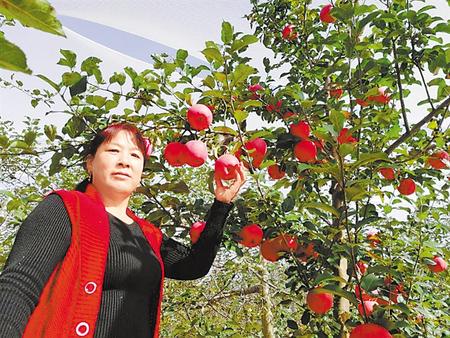 【走向我們的小康生活】馮巧葉，“大家一起過好日子”
