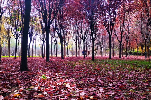 【“醉”美深秋 】深秋，請到蘭州這片紅葉林里走走