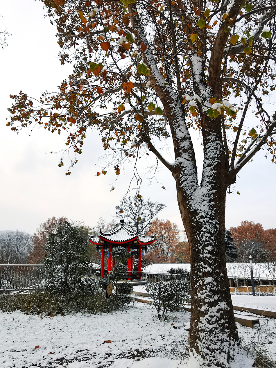 高清大圖|天水弘文園初雪，你喜歡嗎？
