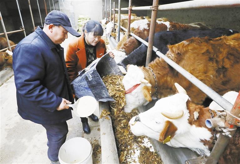 我和我的家鄉(xiāng)丨定西臨洮縣黨家墩村：“牛”產(chǎn)業(yè)帶來(lái)“?！比兆?>
        </a><em>我和我的家鄉(xiāng)丨定西臨洮縣黨家墩村：“?！碑a(chǎn)業(yè)帶來(lái)“?！比兆?/em></li>
    <li><a  target=