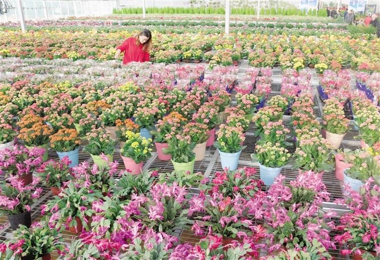 臨夏縣20多萬(wàn)株水仙花、杜鵑、蝴蝶蘭等60多種花卉競(jìng)相綻放