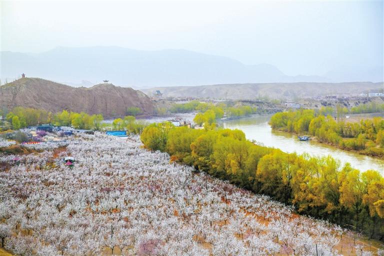 甘肅旅游丨唐汪杏花開 楚楚等君來 在這里賞花看丹霞，美哉！