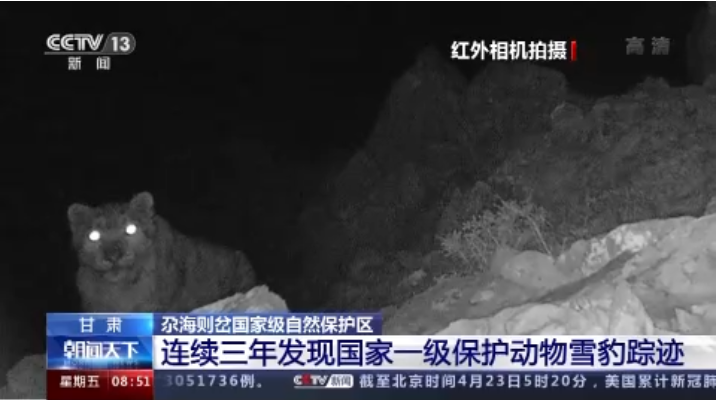 “大貓”出沒！甘肅尕海則岔保護(hù)區(qū)連續(xù)三年發(fā)現(xiàn)雪豹蹤跡