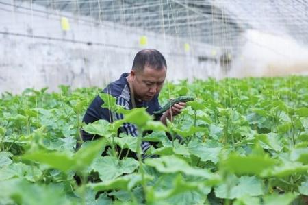 “栽種的是菜苗，收獲的是希望！”——隴南兩當縣豆坪村蔬菜種植見聞