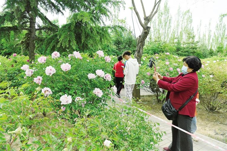 臨夏市北濱河路60里牡丹長廊里不同品種、顏色各異的牡丹花爭奇斗艷