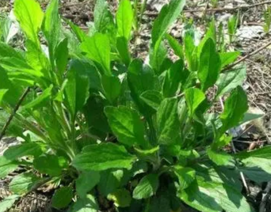 注意！路邊的野菜可不能亂采