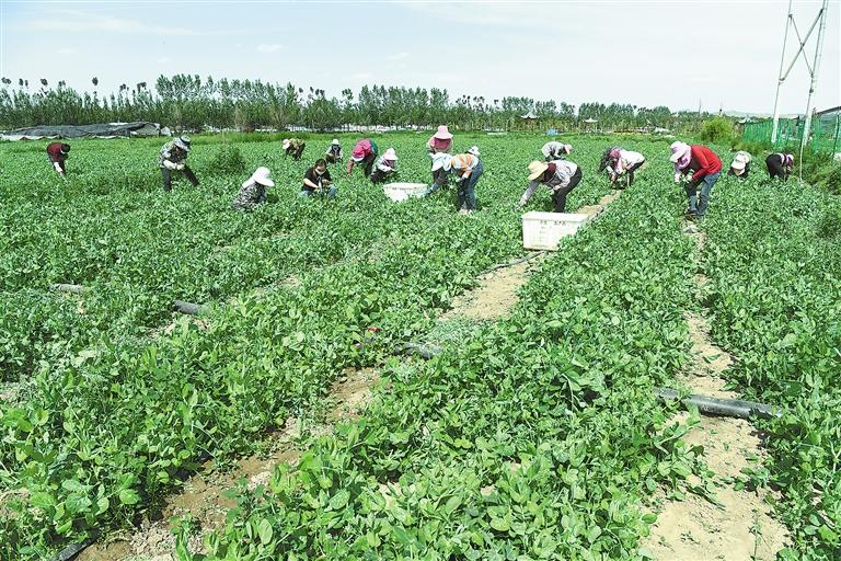臨夏縣百益現(xiàn)代農(nóng)業(yè)公司種植的500多畝豌豆苗、甜豆等進(jìn)入豐產(chǎn)期