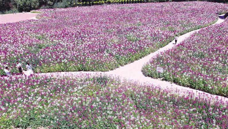 臨夏州永靖縣劉家峽鎮(zhèn)黃河岸邊各類花卉競(jìng)相綻放