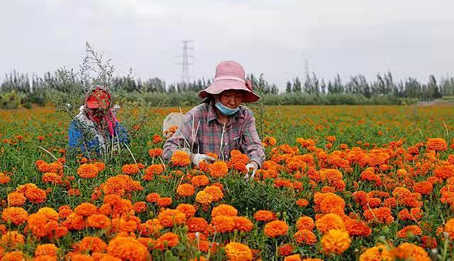 千里戈壁生態(tài)農業(yè)“點石成金”