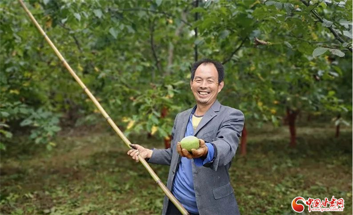 【小康圓夢(mèng)·看甘肅】碩果累累綴枝頭 隴南成縣核桃成村民“搖錢樹(shù)”