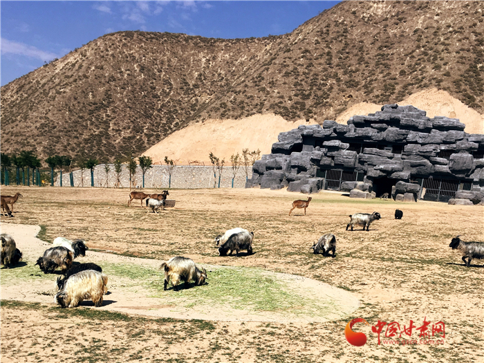 蘭州野生動(dòng)物園迎來(lái)首批體驗(yàn)游客 全程乘坐小火車近距離接觸小動(dòng)物