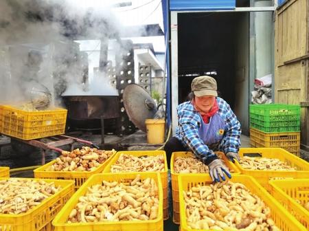 村民在康縣陽壩鎮(zhèn)陽壩村天麻種植大戶胡國強家加工天麻。