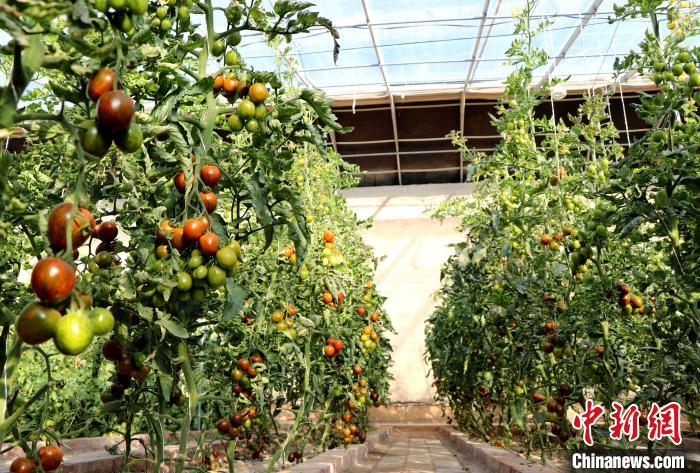 12月14日，甘肅省武威市民勤縣紅旗谷現(xiàn)代農(nóng)業(yè)產(chǎn)業(yè)園，溫棚內(nèi)“水果西紅柿”長勢良好。　馬愛彬 攝