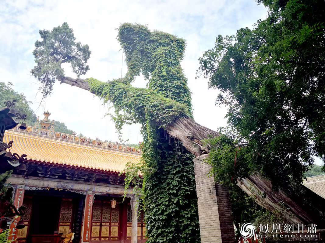 “山頭南郭寺，水號北流泉。老樹空庭得，清渠一邑傳。”杜甫詩中的“老樹”，指的就是這株春秋古柏，為南郭寺的“鎮(zhèn)寺之寶”。胡江 攝