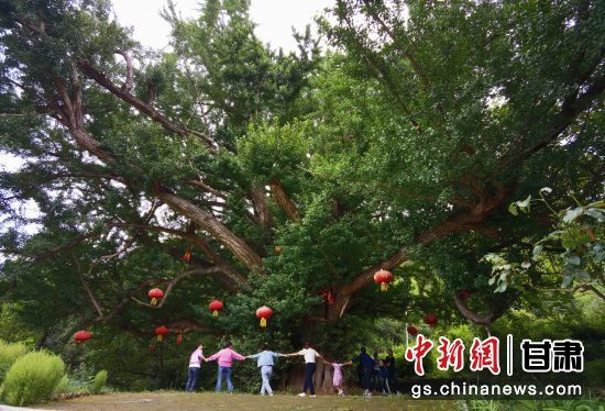 隴南徽縣境內(nèi)最古老的銀杏樹。當?shù)貍髡f，它已有千年樹齡。（資料圖）殷春永 攝