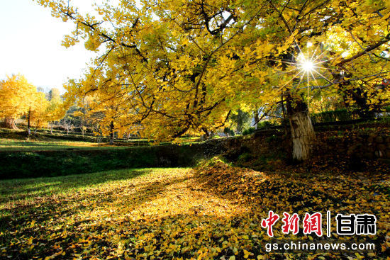 隴南徽縣銀杏樹最美的時候，當屬每年的10月至11月。圖為樹葉已染黃的銀杏樹。張承榮 攝