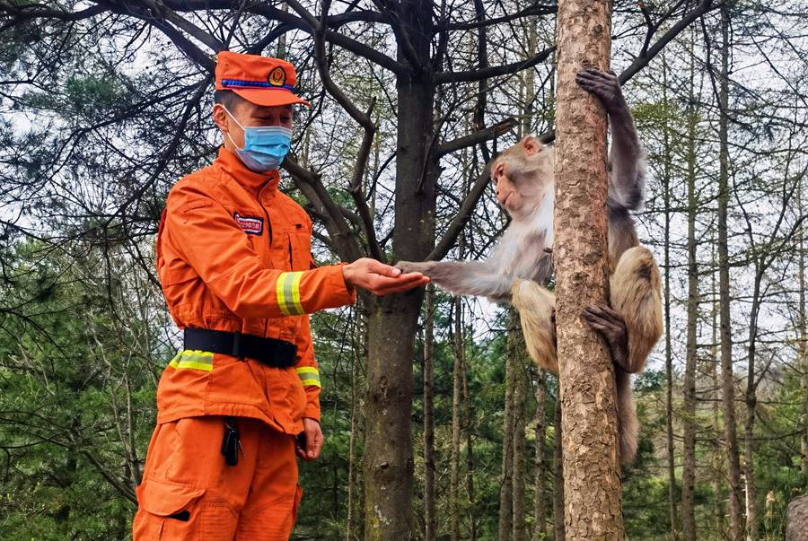 【甘快看】嗨！你好！甘肅隴南森林消防員巡護(hù)途中偶遇野生獼猴群