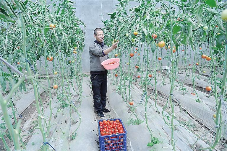 臨夏縣尹集、刁祁鎮(zhèn)易地扶貧搬遷后續(xù)產(chǎn)業(yè)園有日光溫室534座