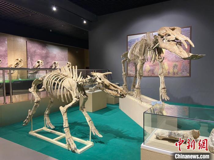 圖為5月底，和政縣古動(dòng)物化石博物館內(nèi)修復(fù)后的古生物化石?！「哒?攝