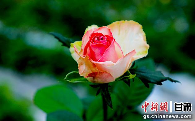 圖為在智慧溫室里盛開(kāi)的玫瑰。馬玉林 攝