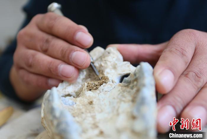 2022年6月，在和政古動(dòng)物化石博物館內(nèi)，古生物化石修復(fù)師對(duì)化石進(jìn)行修復(fù)。(資料圖) 高展 攝