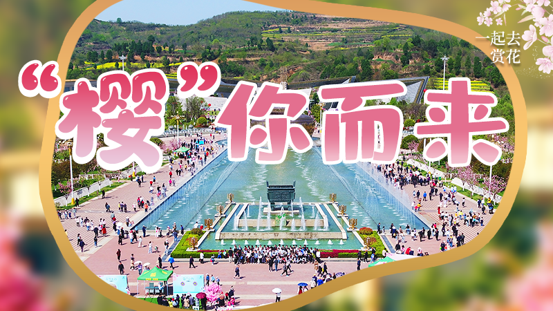 海報|春色爛漫，一組海報“云賞”櫻花盛開