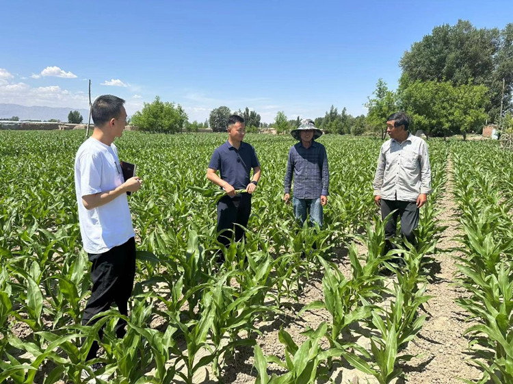臨澤縣蓼泉鎮(zhèn)紀委工作人員深入田間地頭，現(xiàn)場了解玉米制種長勢和產(chǎn)業(yè)發(fā)展情況。.jpg