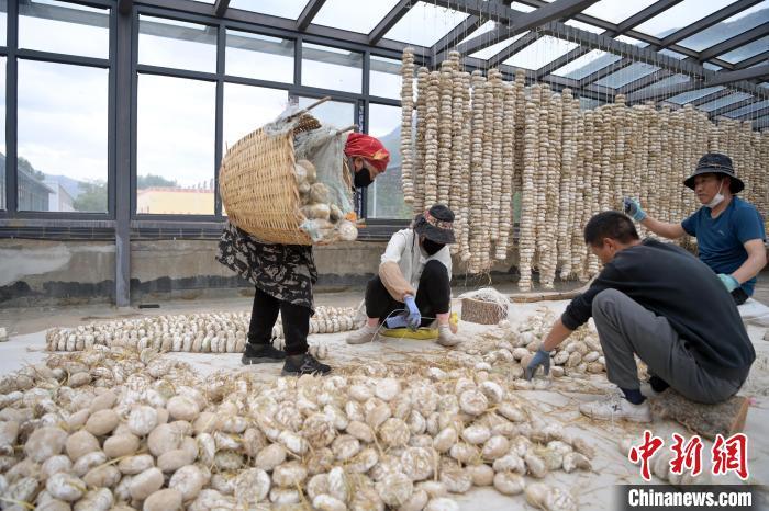5月10日，甘肅省甘南藏族自治州迭部縣一青稞酒廠，工作人員用青稞面和青稞草等制成的曲坯用繩子串起來(lái)，方便掛起來(lái)曬干。九美旦增　攝