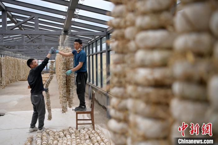 圖為5月10日，工作人員將用青稞面和青稞草等制成的曲坯用繩子串起來(lái)晾曬。九美旦增　攝