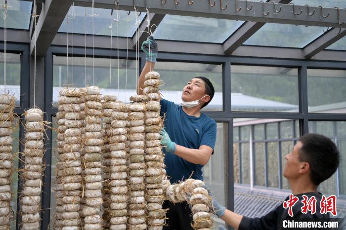 圖為5月10日，工作人員將用青稞面和青稞草等制成的曲坯用繩子串起來(lái)晾曬。九美旦增　攝