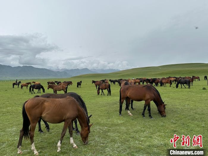 7月中旬，在山丹馬場草原上吃草的“山丹馬”?！〈魑牟?攝