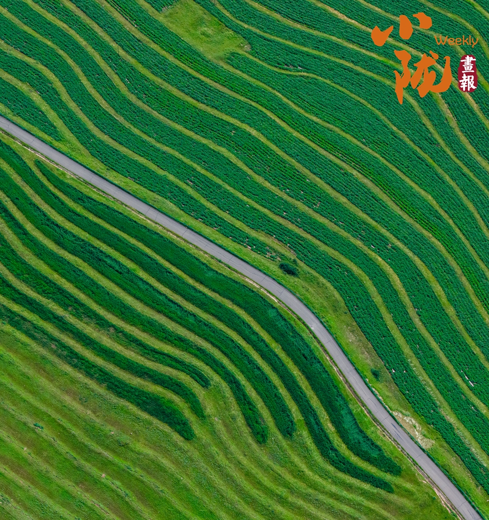 【小隴畫報(bào)·489期】臨洮：杏花染春 牡丹紅透洮河畔